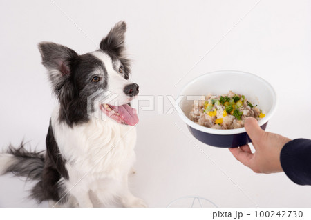 ブラックホワイトのボーダーコリーが飼い主さんから手作りご飯をもらって喜んでいるところ 100242730
