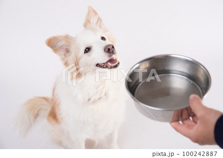 レッドボーダーコリーが飼い主さんからフードボールに入れたお水をもらっている様子 レッドボーダーコリーが飼い主さんからフードボールに入れたお水をもらっている様子 100242887