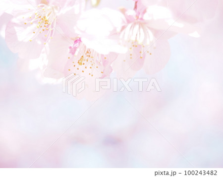 桜 100243482