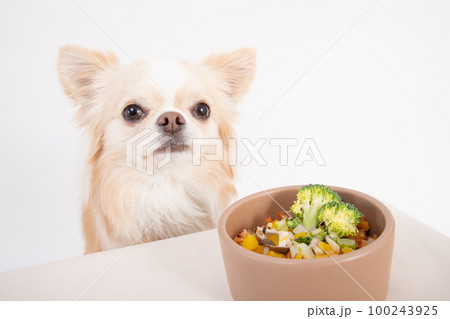 クリームカラーのチワワが手作りご飯にブロッコリーをトッピングして食べるところ クリームカラーのチワワが手作りご飯にブロッコリーをトッピングして食べるところ 100243925