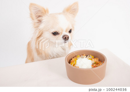 クリームのチワワが犬用ヨーグルトがかかった手作りご飯を食べるところ クリームのチワワが犬用ヨーグルトがかかった手作りご飯を食べるところ 100244036