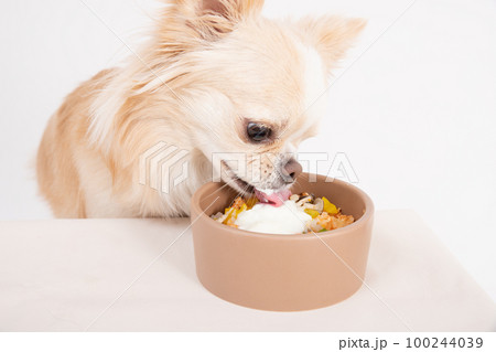クリームのチワワが犬用ヨーグルトがかかった手作りご飯を食べるところ クリームのチワワが犬用ヨーグルトがかかった手作りご飯を食べるところ 100244039
