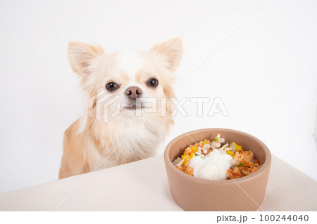 クリームのチワワが犬用ヨーグルトがかかった手作りご飯を食べるところ 100244040