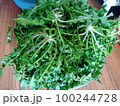 ナズナ・ぺんぺん草・山菜 100244728