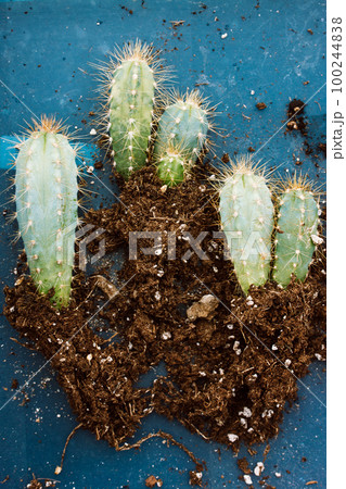 Transplanting replanting cacti. Spiny green cactuses in ground on blue surface top view. Plants growing, cultivation. Gardening, horticulture. Home garden Blue Pilosocereus Magnificus Cactus Succulent 100244838