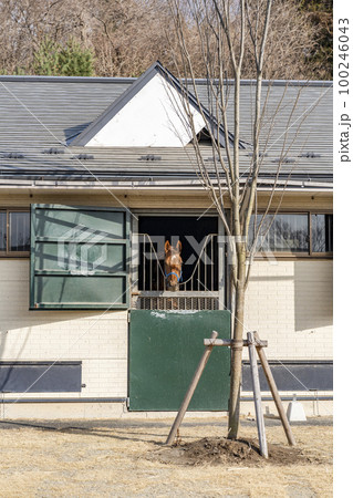 競走馬の牧場　厩舎から顔を出す馬 100246043