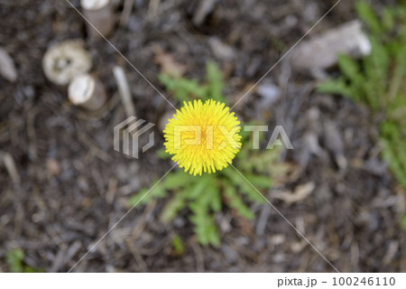 たんぽぽ 春 素材 100246110