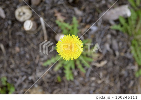 たんぽぽ 春 素材 100246111