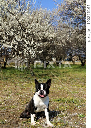 ゆずの里毛呂山町で青空散歩を楽しみながら満開の梅林で可愛く見つめるボストンテリアのマイティくん♡ 100246165
