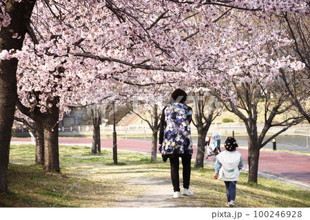 満開の桜の下を歩くおばあちゃんと孫娘。桜を見上げてはおもちゃのカメラでパシャリを繰り返し 満開の桜の下を歩くおばあちゃんと孫娘。桜を見上げてはおもちゃのカメラでパシャリを繰り返し 100246928