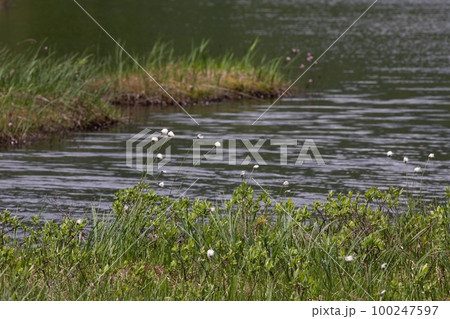 6月の尾瀬　池塘に咲くワタスゲ 100247597