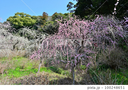 龍尾神社　しだれ梅 100248651