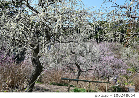 龍尾神社　しだれ梅 100248654