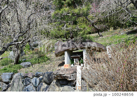 龍尾神社　開運神社 100248656