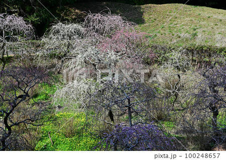 龍尾神社　しだれ梅 100248657