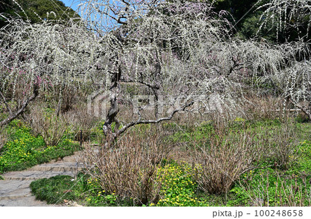 龍尾神社　しだれ梅 100248658
