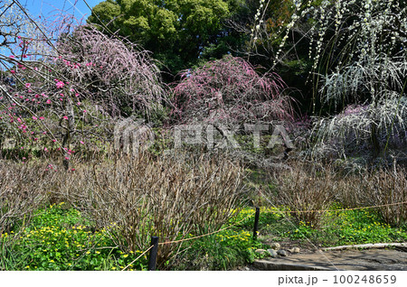 龍尾神社　しだれ梅 100248659