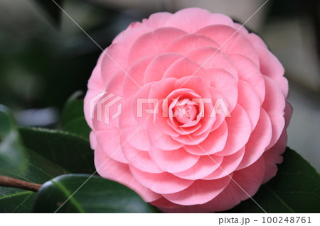 八重咲の椿　椿の花　千重咲きの椿 100248761