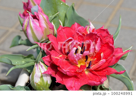 チューリップ 100248991