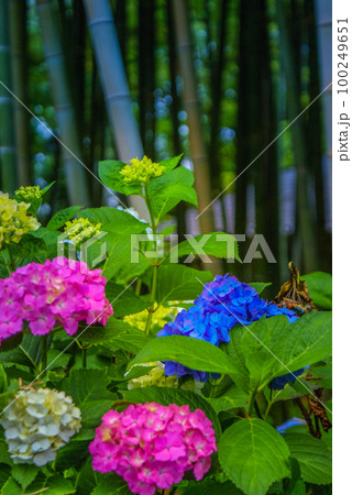 色とりどりの紫陽花(梅雨イメージ) 色とりどりの紫陽花(梅雨イメージ) 100249651