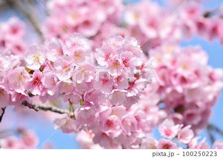 安行寒桜（大寒桜） 100250223