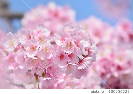 安行寒桜（大寒桜） 100250225