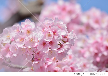 安行寒桜(大寒桜) 安行寒桜(大寒桜) 100250227