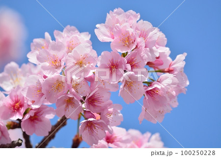 安行寒桜(大寒桜) 安行寒桜(大寒桜) 100250228