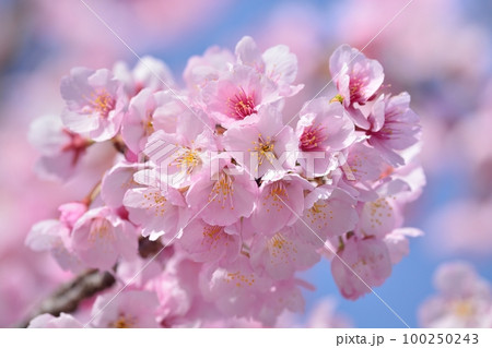安行寒桜（大寒桜） 100250243