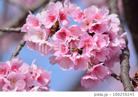 安行寒桜（大寒桜） 100250245