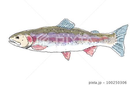 ニジマス 100250306