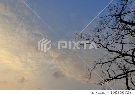 夕暮れの空　雲　木 100250728
