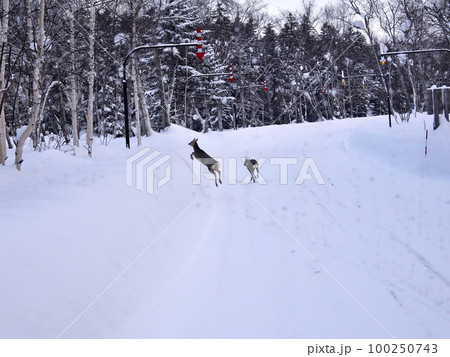 矢羽根付きポールとエゾシカ 100250743