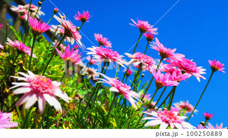ピンク色のマーガレット（キューティーマイス）の花のある風景 100250889