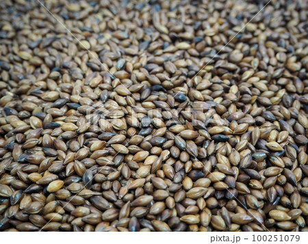 麦茶の麦 100251079