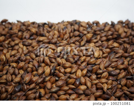 麦茶の麦 100251081