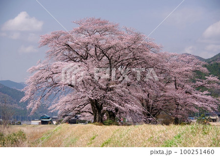 青空を背景に川沿いの土手に咲く満開のソメイヨシノの桜並木 Ver2 青空を背景に川沿いの土手に咲く満開のソメイヨシノの桜並木 Ver2 100251460