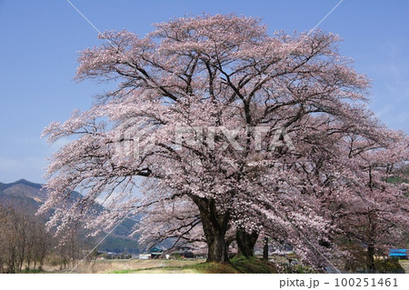 青空を背景に川沿いの土手に咲く満開のソメイヨシノの桜並木　Ver3 100251461