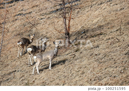 早春のエゾシカ 100251595