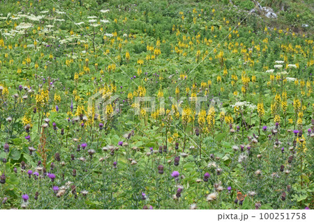 伊吹山のお花畑で見られる黄色い塔の花序のメタカラコウ、紫色のアザミ、白色の花序のシシウドが綺麗です 伊吹山のお花畑で見られる黄色い塔の花序のメタカラコウ、紫色のアザミ、白色の花序のシシウドが綺麗です 100251758