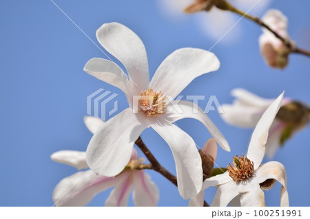コブシの花 コブシの花 100251991