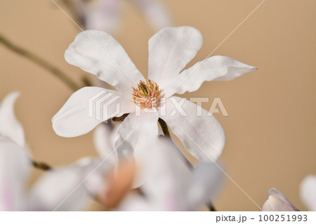コブシの花 コブシの花 100251993