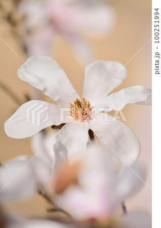 コブシの花 100251994