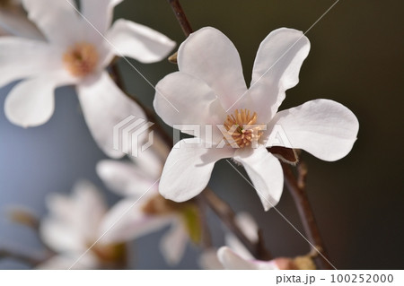 コブシの花 100252000