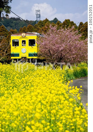 河津桜と菜の花咲く沿線を行く菜の花列車　いすみ鉄道　小谷松駅付近 100252051