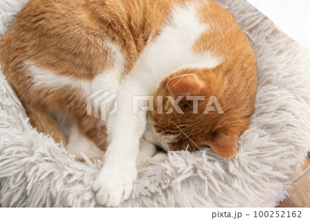 眠る猫　茶トラ白 100252162