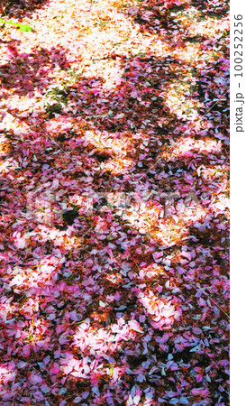 地面に落ちた桜の花びらの風景 100252256