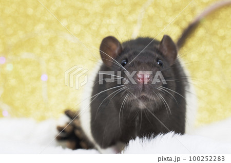 Nose rats closeup. Selective focus. Christmas rat looking at the camera on the background of bokeh lights. 100252283