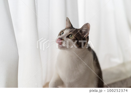 見つめる猫 キジトラ猫 見つめる猫 キジトラ猫 100252374