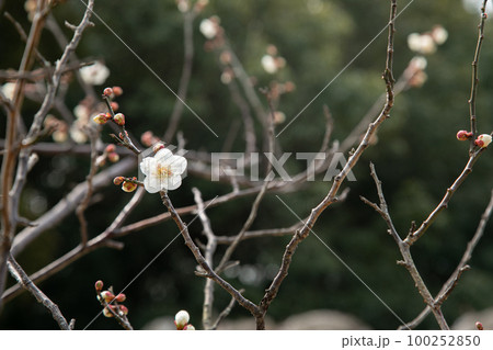 梅の花　初春 100252850